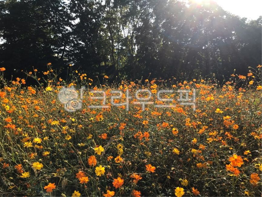 Olympic Park,flowerfield,orange flower,garden,park,olympicpark,flower,orangecolorflower