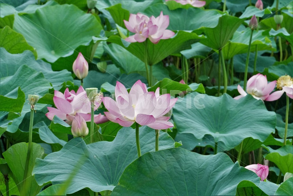 연꽃,련꽃,땅속줄기,lotus,담수초,수중식물,수련과,수초,식물