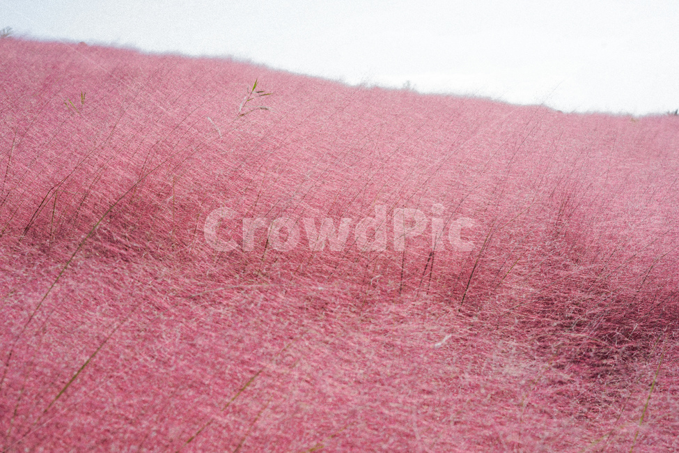 핑크뮬리,가을,핑크,pink,pinkmuhlygrass,핑크갈대,갈대,그라스,가을,계절,fall,autumn,season