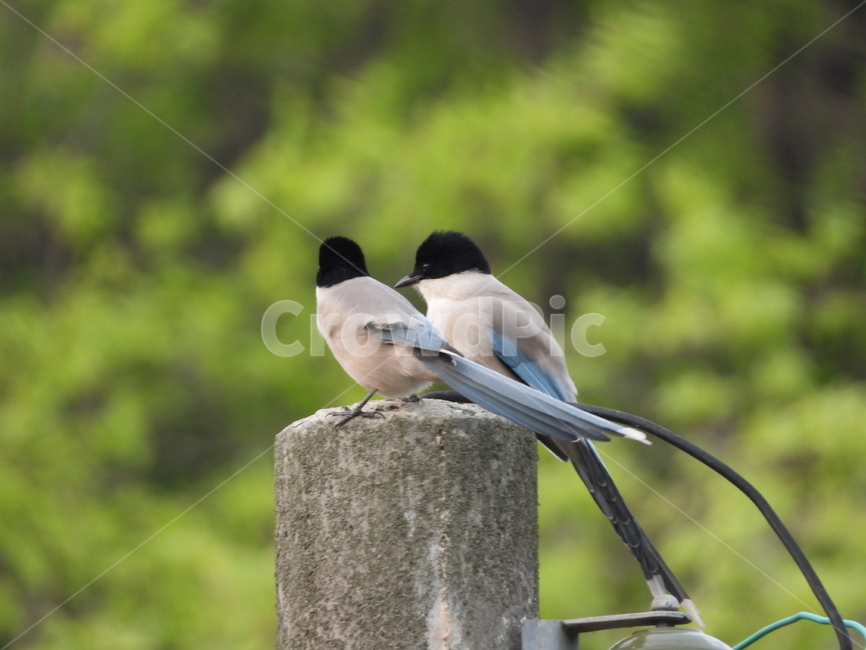 새,조류,까치,물까치,한국텃새,텃새,척삭동물,무리생활조류,동물,animal,조류,새,birds