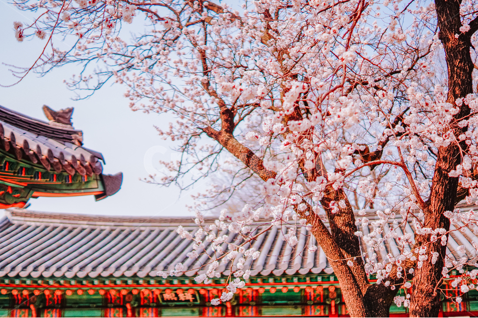 봄,매화,궁궐,한국,전통,경복궁,창경궁,korea,spring,palace,koreatraditional,봄,계절,spring,season,한국전통,한국문화,korean traditional,korean culture,랜드마크,landmark,tourist attraction,한국랜드마크,한국관광지,한국명소,korea landmark,korea tourist attraction,식물,자연,plants,nature,꽃,flower,나무,trees,wood,색깔,색상,색채,색감,color sense,color sensitivity,feeling of color,건축물,건물외관,exterior,building,structure,architecture,construction