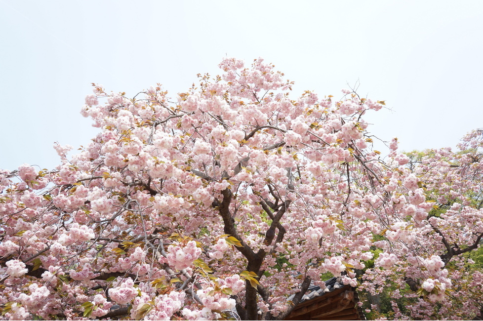 겹벚꽃,개심사,핑크,꽃,봄,풍경,봄,계절,spring,season,식물,자연,plants,nature,꽃,flower,나무,trees,wood,plant,blossom