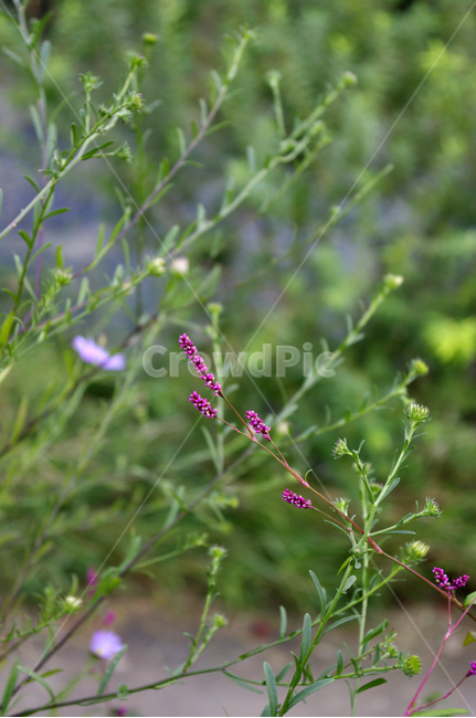 쑥부쟁이,꽃,flower,식물,plant,식물,자연,plants,nature,꽃,flower