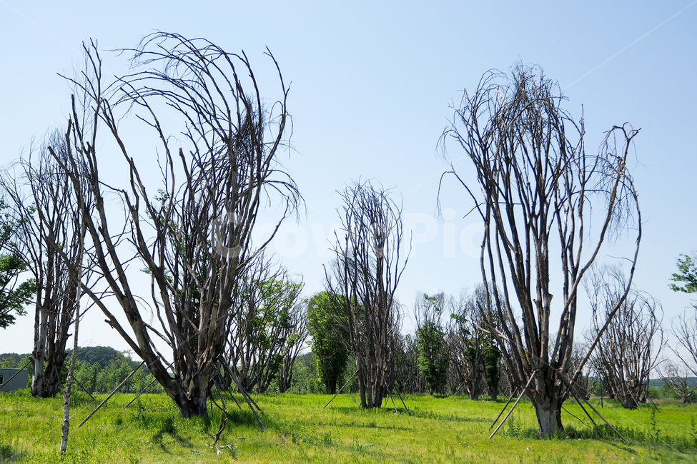 강천섬,gangcheonsum,자연,풀밭,나무,잔디,nature,grass,tree,자연,풍경,nature,landscape,plant,식물,outdoors,옥외,grassland,목초지,field,들