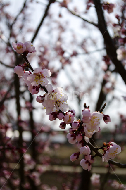 매화,봄,봄날,봄풍경,감성,spring,flower,풍경,식물,꽃,분홍색,봄,계절,spring,season,식물,자연,plants,nature,꽃,flower,plant,blossom,cherry blossom,벚꽃