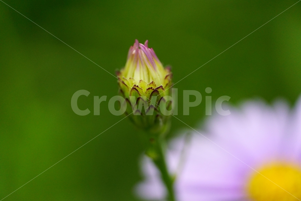 벌개미취,꽃,식물,자연,플라워,flower,nature,7월,여름,summer,꽃봉오리,계절,season,꽃사진,접사,macro,풍경,landscape,식물,자연,plants,nature,꽃,flower