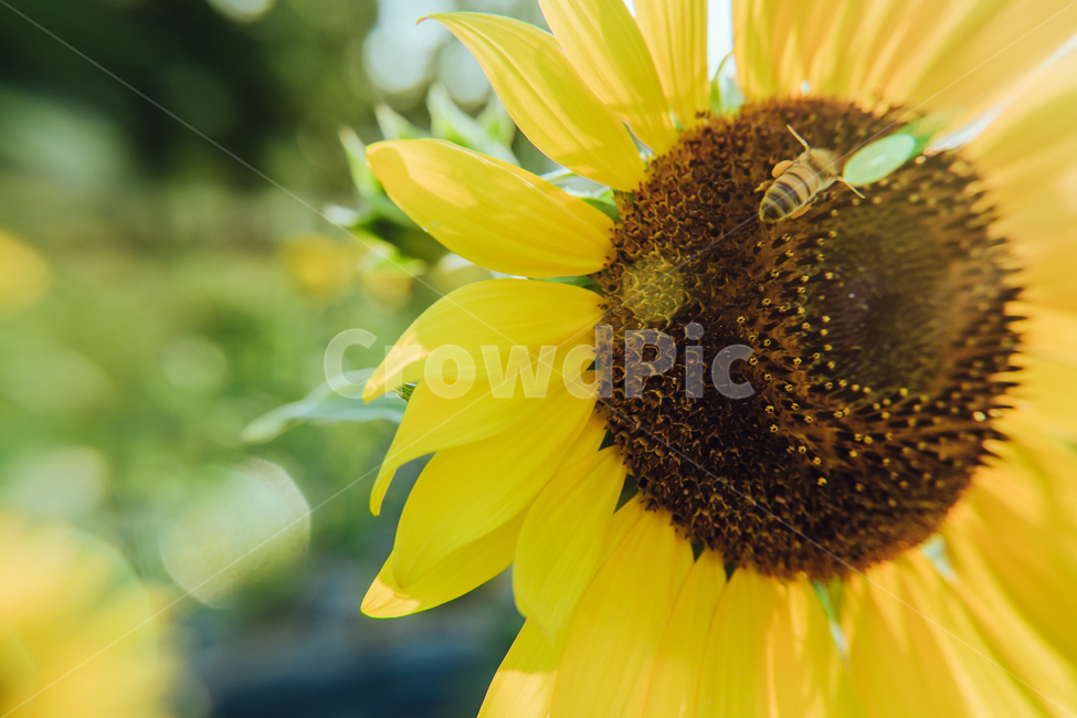 green,sun,sunflower,flower,Field,sunlight,lens flare,Freshness,gay