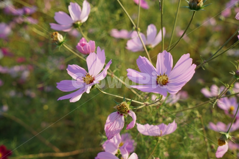 코스모스,분홍색,꽃,접사,풍경,flower,가을,분위기,가을,계절,fall,autumn,season,식물,자연,plants,nature,꽃,flower,plant