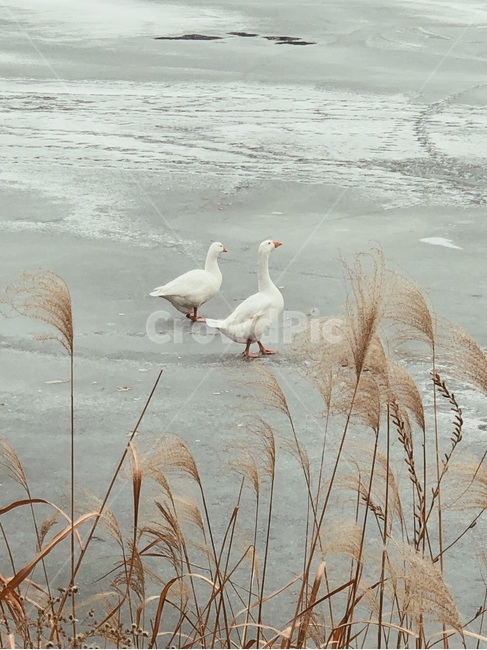 배경,오리,석촌호수,겨울,호수,산책,겨울,계절,winter,season,동물,animal,조류,새,birds