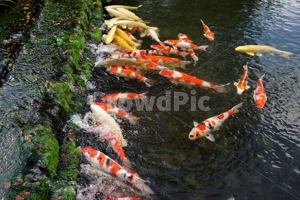 자연,잉어,연못,생물,어류,비단잉어,carp,breedcarp,동물,animal,어류,물고기,fish