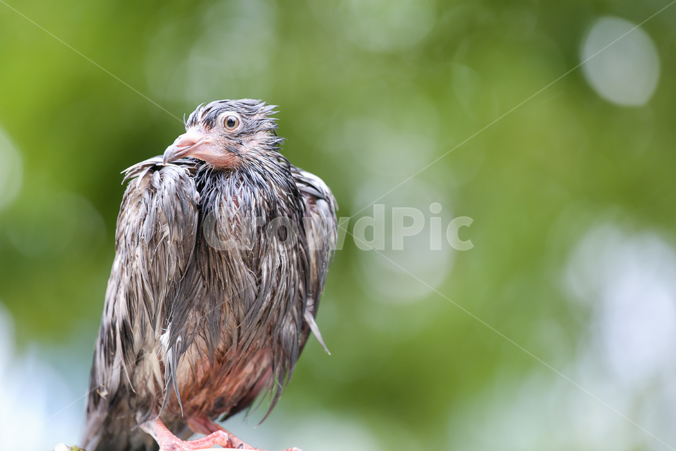 새,조류,비,여름,동물,장마,젖은,녹색,초록,배경,한마리,야생,생태,자연,bird,animal,rain,summer,wild,nature
