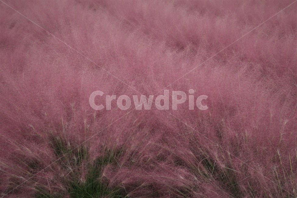 핑크,핑크뮬리,그라스,조경,식물,가을,계절,자연,풍경,분홍,가을,계절,fall,autumn,season,grass,잔디,plant,vegetation,초목,bush,부시