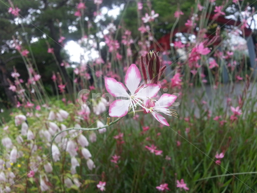 바늘꽃,야생화,한국꽃,수성못,분홍꽃