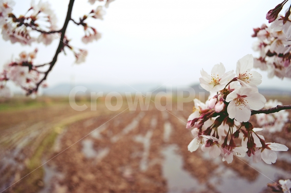 벚꽃,봄,개화,꽃,풍경,자연,생명,아웃포커스,풍경사진,봄,계절,spring,season,식물,자연,plants,nature,꽃,flower,plant,blossom,cherry blossom