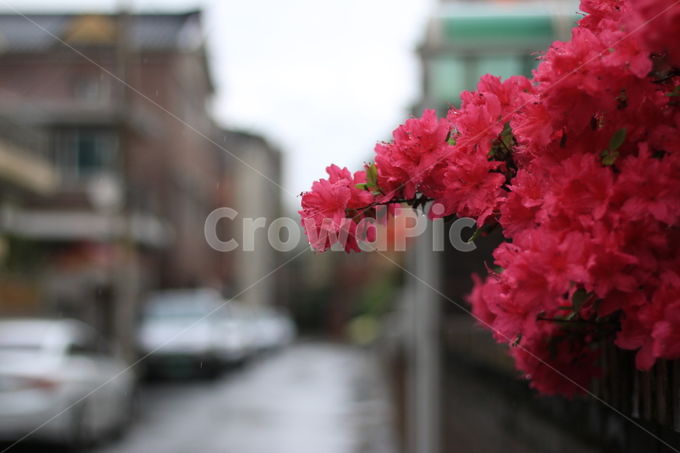 꽃,물방울,잎,진달래,빗방울,울타리,차,flower,rain,raindrop,leaf,rosebay,식물,자연,plants,nature,꽃,flower