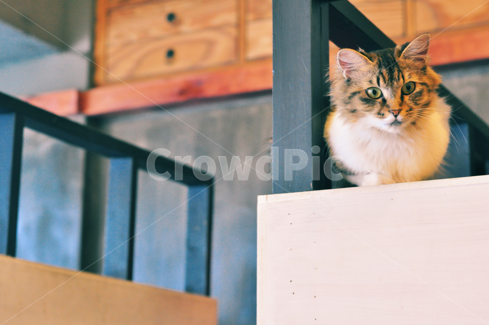 고양이,cat,고양이카페,귀여움,동물,동물,animal,포유류,mammal,고양이,cat,kitten,kitty,감성,sensible,feeling,색깔,색상,색채,색감,color sense,color sensitivity,feeling of color