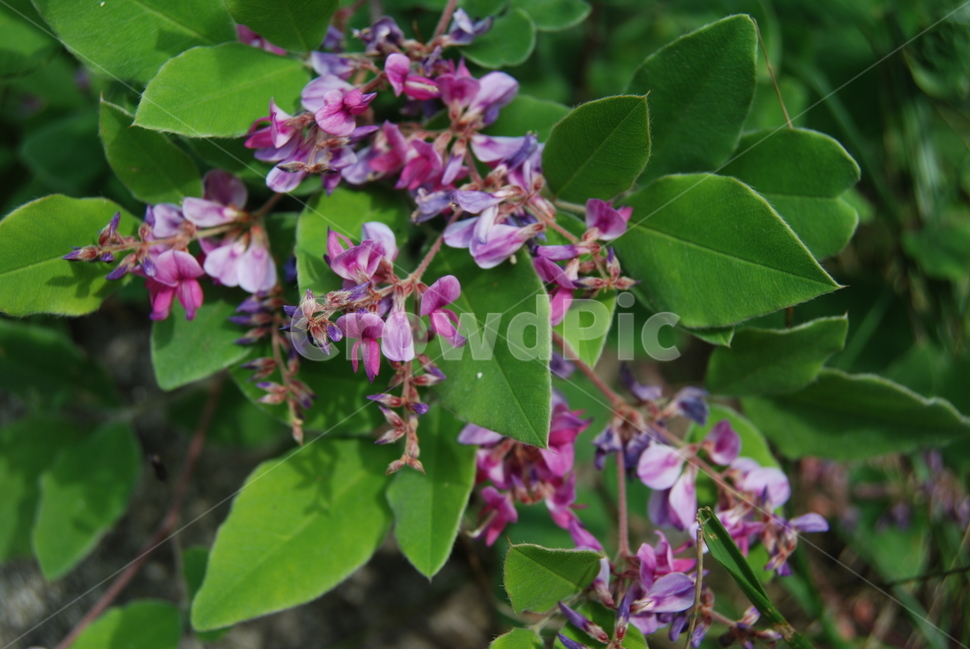 마대산,봄,자연휴양림,야생,공원,식물,자연,plants,nature,꽃,flower