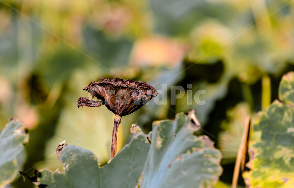 연,연잎,수상식물,꽃,연밥,감성,관곡지,식물,식물,자연,plants,nature