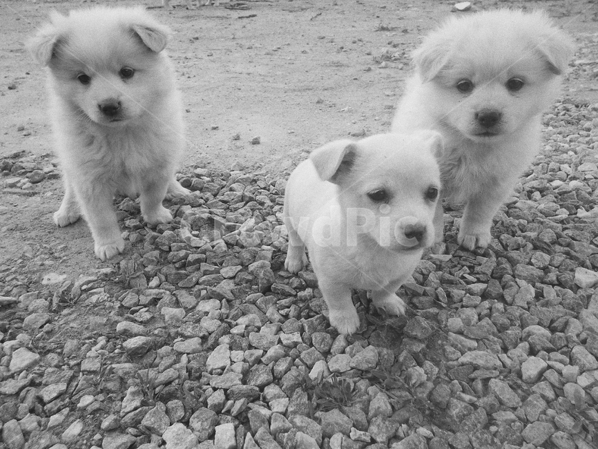 강아지,시골강아지,애완견,귀여운,어린강아지,동물,animal,포유류,mammal,개,강아지,dog,doggy,흑백,모노톤,monochrome,black and white