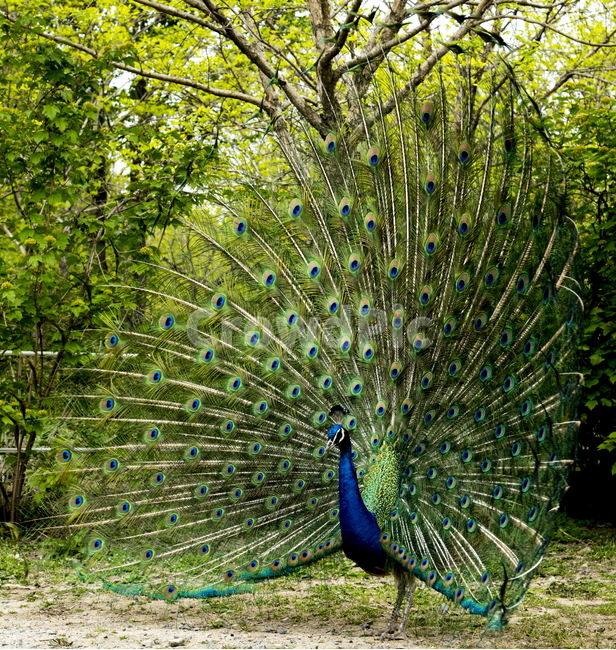 공작새,화려한새,부채,동물,조류,새,동물,animal,조류,새,birds
