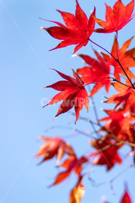 가을,분위기,스냅,부산,한국,단풍,붉은,하늘,가을,계절,fall,autumn,season,식물,자연,plants,nature,leaf,잎,plant,tree,나무