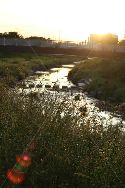 금계국,햇살,빛,아침,풍경,노랑,자연,풍경,nature,landscape,휴식,힐링,rest,relaxation,healing,ditch,도랑,flare,플레어,light,land,땅,outdoors,옥외