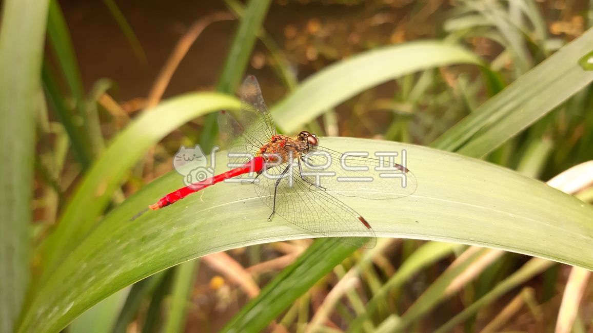 잠자리,곤충,가을,고추잠자리,빨간잠자리