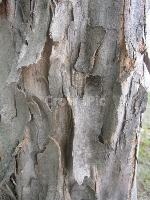 나무,나무껍질,나무표면,나무질감,나무재질,텍스쳐,질감,질감표현,tree,wood,texture,패턴,나무,trees,wood,텍스처,질감,패턴,texture,pattern