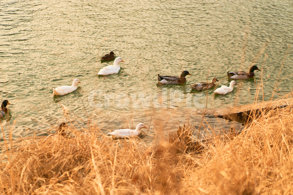청둥오리,동물,조류,석촌호수,bird,새,새끼,animal,호수,도시,도심,나무,plant,wood,nature,자연,거위,동물,animal,조류,새,birds