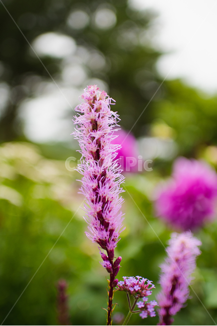 꽃,자연,식물,flower,plant,보라,보라색,purple