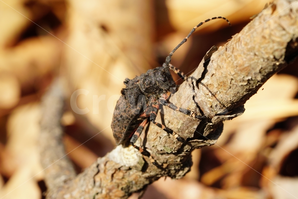 털두꺼비하늘소,곤충,자연,산,나무,식물,낙엽,이파리,벌레,insect,nature,동물,animal털두꺼비하늘소,animal,macro,접사,closeup,클로즈업,산속,숲속,산림,삼림,환경,plants,생명,풍경,landscape,snap,스냅,나뭇가지,동물,animal,곤충,벌레,insect,bug