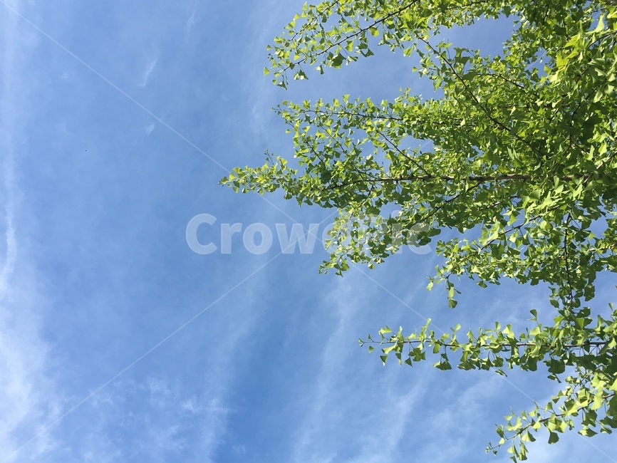 plant,식물,tree,나무,하늘