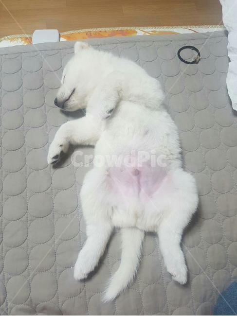 잠자는강아지,귀여운강아지,강아지,애완견,dog