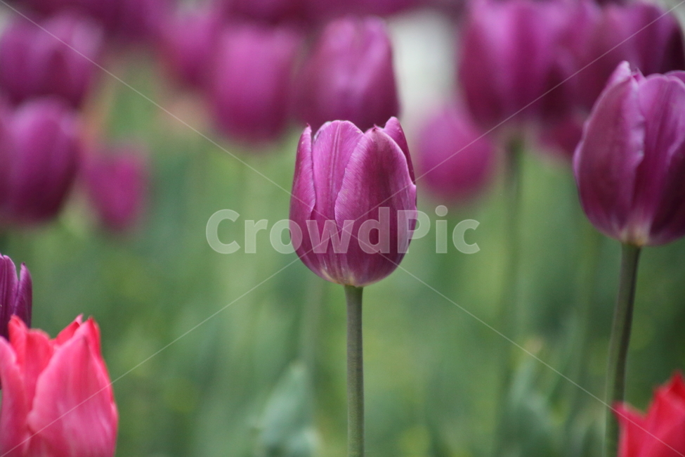 튤립,구근초,꽃,백합과,tulip