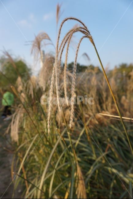 갈대,갈대밭,억새,억새축제,한강,난지,한강난지공원,하늘공원,식물,풀,나무,해,햇빛,역광,바람,가을,가을,계절,fall,autumn,season,식물,자연,plants,nature,plant,grass,잔디,vegetation,초목