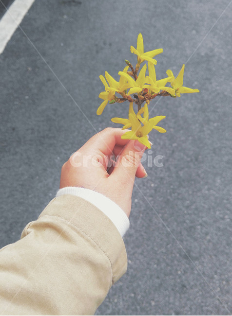 개나리,손,노란꽃,개나무가지,봄,꽃,봄,계절,spring,season,꽃,flower