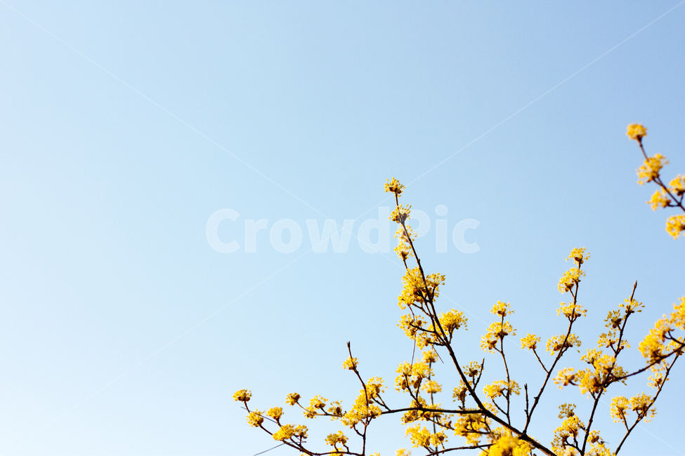 산수유,산수유나무,산수유꽃,노랑꽃,노랑꽃나무,새순,봄소식,겨울나무,꽃순,꽃나무,봄순,나무,봄나무,나무가지,봄,봄날,봄꽃,화단,봄화단꽃,자연,식물,plants,nature,flower,spring,아웃포커싱,공원,봄,계절,spring,season,식물,자연,plants,nature,꽃,flower