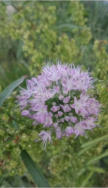 달래꽃,백합과,여러해살이풀,단화층,보라색꽃,식물,자연,plants,nature,꽃,flower