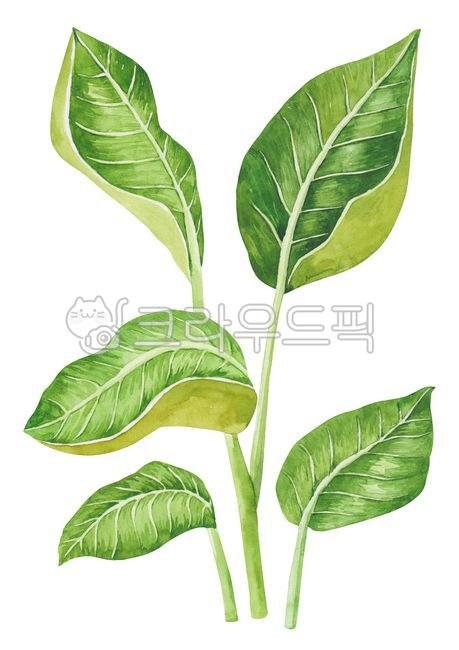 식물,자연,배경,백그라운드,수채화,수작업,여름,시즌,계절,열대,트로피컬,열대식물,여름식물,열대나무,포스터,이국적인,나뭇잎,야자수,극락조화,극락조잎,일러스트레이션,일러스트,그림,드로잉,plant,nature,tropical,watercolor,summer,illustration,painting,drawing,bird,of,paradise,leaf,그래픽,일러스트레이션,graphic,illustration