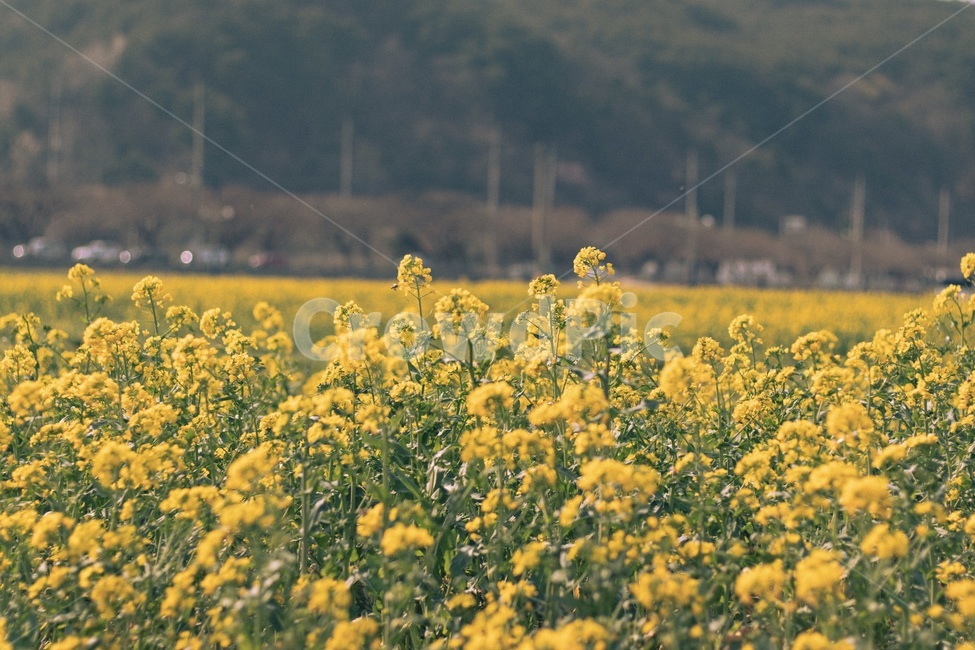유채꽃,유채,노랑꽃,grassland,농촌,rural,목초지,farm,outdoors,nature,countryside,field,들,봄,계절,spring,season