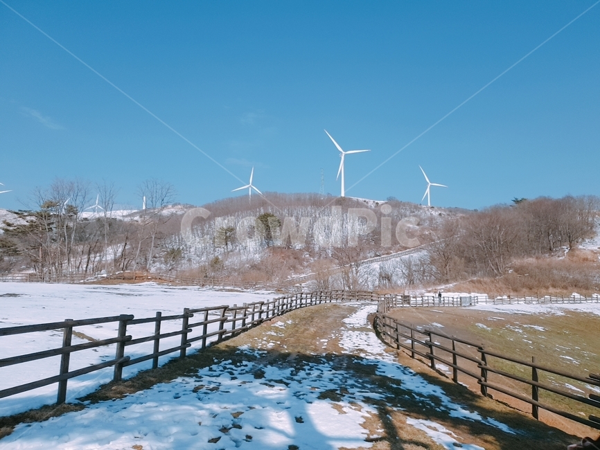 평창,하늘목장,겨울,힐링,목장,겨울,계절,winter,season