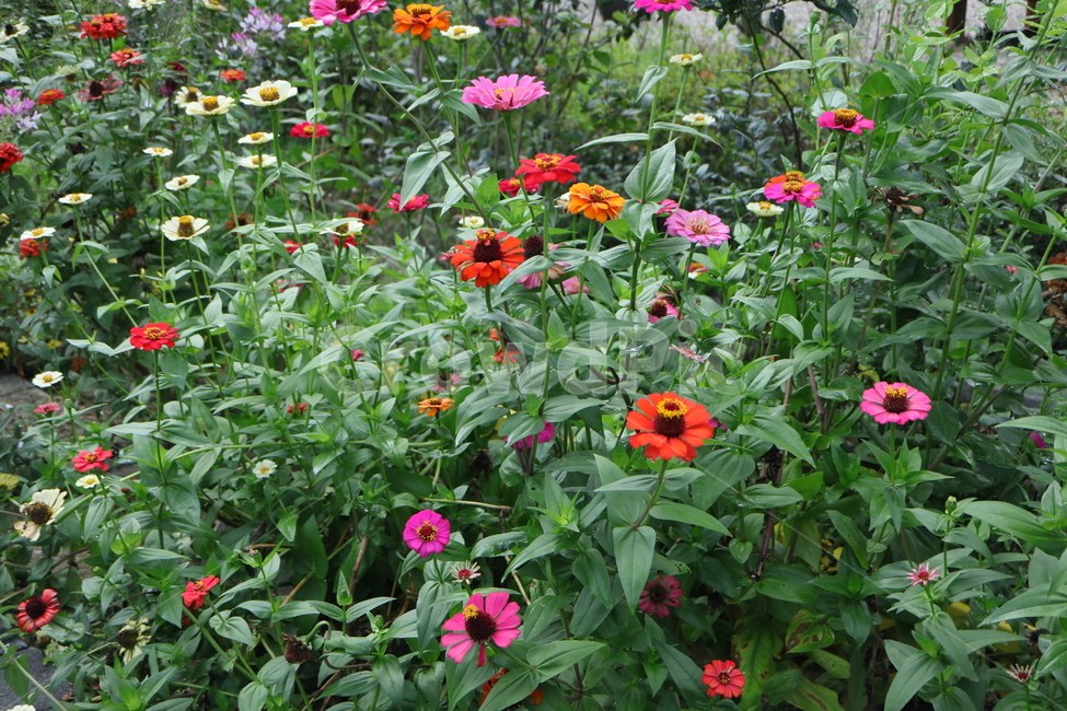 plant,식물,백일홍,꽃밭,zinnia,ninniaelegans,분홍색백일홍,국화과,속씨식물,쌍떡입식물,초롱꽃목,원예종,백일홍군락지