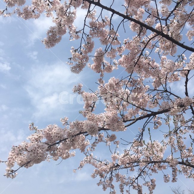 벚꽃,벚꽃축제,여의도벚꽃축제,벚꽃놀이,봄,봄,계절,spring,season,식물,자연,plants,nature,꽃,flower,plant,cherry blossom,blossom
