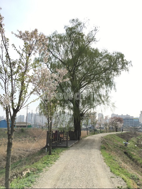 가로수,노거수,나무,길,비포장도로,자갈,논길,구름,버드나무,벤치,휴게공간
