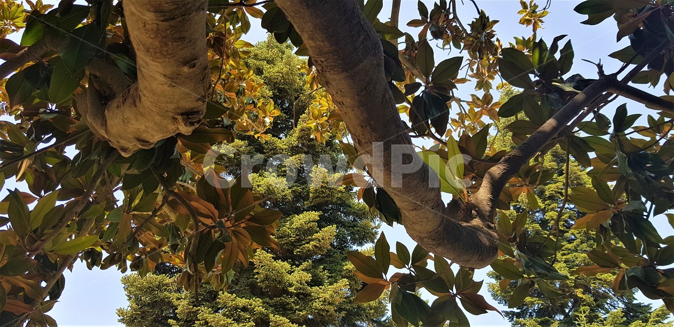 자연,풍경,나무,하늘,초록색,nature,scenery,tree,wood,sky,green,식물,자연,plants,nature,나무,trees,wood