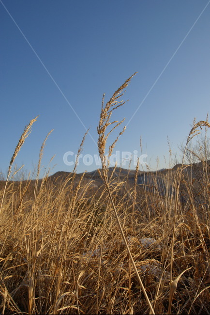 갈대,겨울,하늘,파란하늘,갈대숲,자연,풍경,nature,landscape,plant,식물,food,음식,grain,곡물,vegetable,야채,grass,잔디