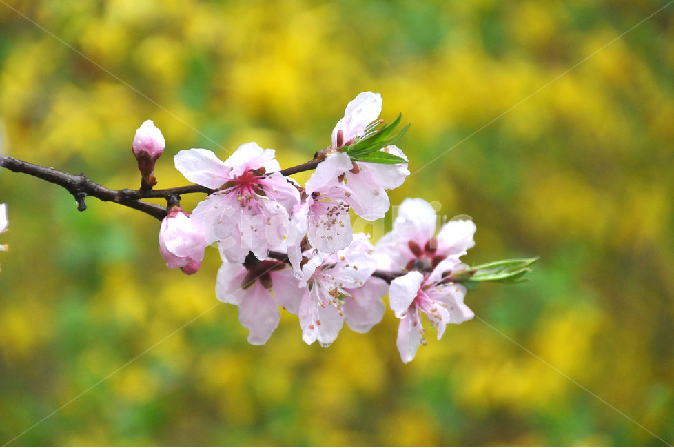 벗꽃,봄,식물,자연,아웃포커싱,봄,계절,spring,season,식물,자연,plants,nature,꽃,flower,plant