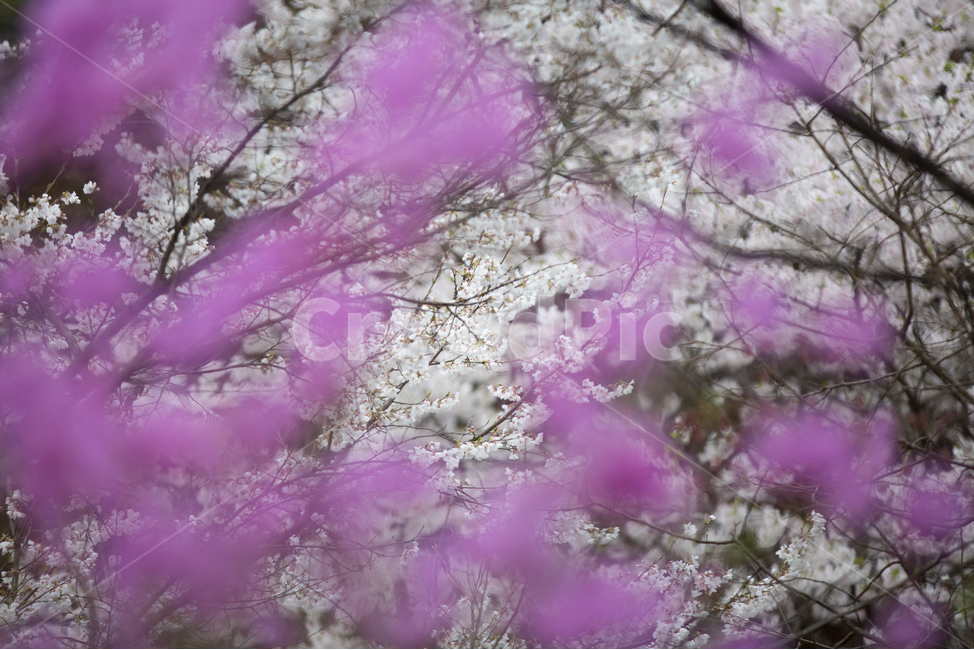 벚꽃,봄꽃,봄,꽃,계절,식물,자연,공존,plant,spring