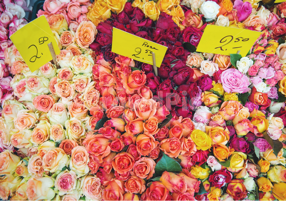 장미,꽃,plant,식물,꽃가게,식물,자연,plants,nature,꽃,flower