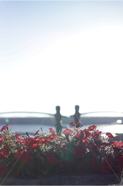 꽃,풍경,자연,역광,여름,자연,풍경,nature,landscape